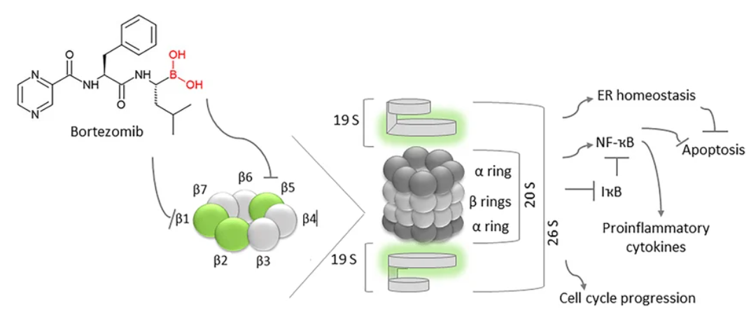bortezomib proteasome inhibition
